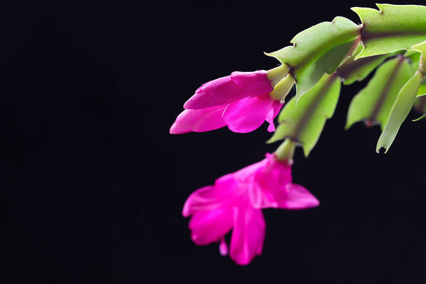 Lilac χρωματιστό χριστουγεννιάτικο λουλούδι; Schlumberger - Φωτογραφία, εικόνα