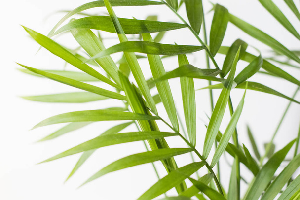Fresh green plant. Natural close up photo. Green leaves macro photo. - Φωτογραφία, εικόνα