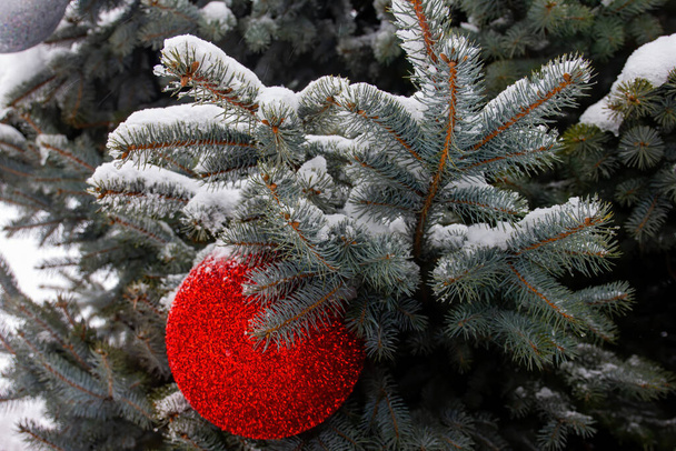 Red ball on blue spruce close up - Фото, зображення