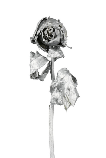 Srebrna róża na białym. Srebrny suszony kwiat, romantyczna koncepcja. Zdjęcie w wysokiej rozdzielczości. Pełna głębokość pola. - Zdjęcie, obraz