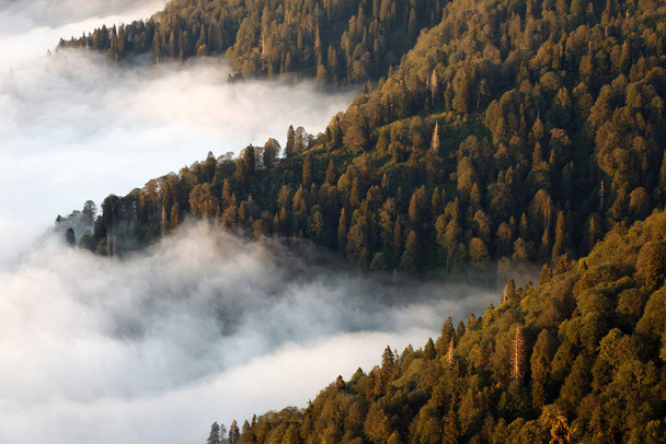 köd omlik a fenyőerdőben - Fotó, kép
