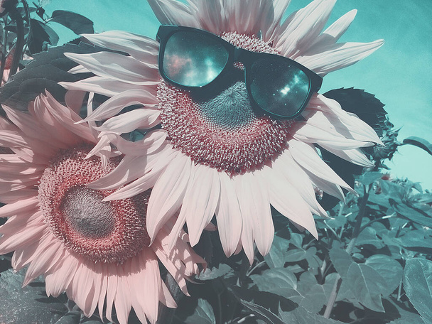 Céu estrelado com óculos de sol. Óculos em uma flor
.  - Foto, Imagem