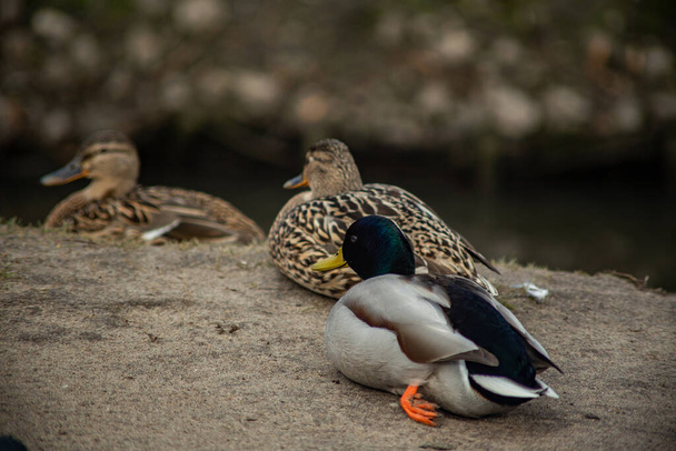 wild duck is a closeup of a free walk on the asphalt - Photo, Image