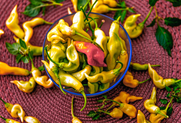 Pepper fruits. Sweet pungent and very aromatic, they are used in salads, cooked and stuffed. It is more like a pepper than a pepper, and is used as a vegetable. - Photo, Image