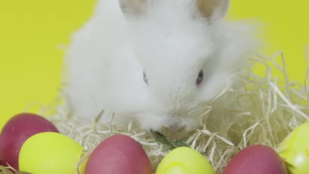 Beyaz paskalya tavşanı renkli yumurtaların üzerinde yaprak yiyor. Sarı arka plan. Kapat. - Video, Çekim