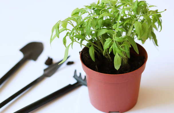 les plants de tomate à la maison dans un pot en plastique et de petits outils de jardin
. - Photo, image
