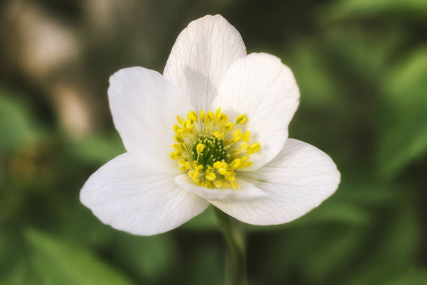 White Anemone sylvestris blossoming on green blurry bokeh background. Snowdrop anemone is a perennial plant flowering in spring in the forest. - Photo, Image