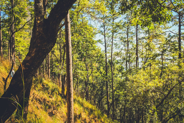 γρασίδι στο δάσος με ήλιο φως - Φωτογραφία, εικόνα