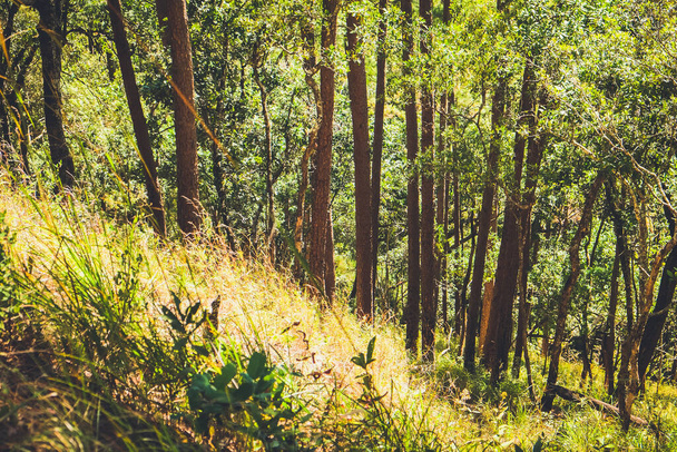 campo de hierba en el bosque con luz solar
 - Foto, imagen