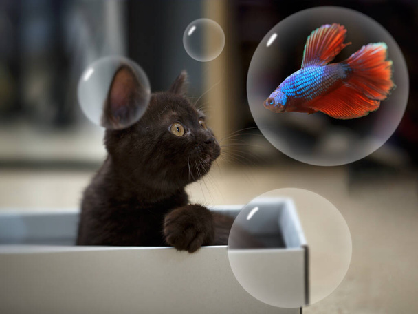 Collage, in der ein kleines schokoladenfarbenes Kätzchen einen Fisch in einer Seifenblase betrachtet - Foto, Bild