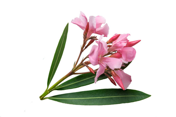 розовый олеандр цветок и листья изолированы на белом фоне
 - Фото, изображение