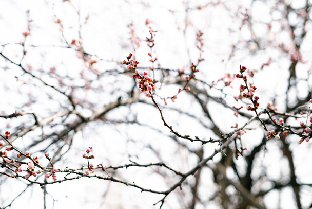 gezwollen bijna bloemen op een tak van een ontluikende abrikoos in het vroege voorjaar - Foto, afbeelding