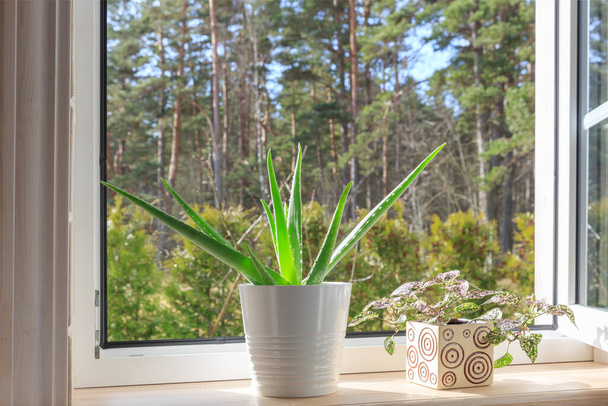 庭を見下ろす素朴な木造の家で白い窓、松林。窓辺の白い鍋にアロエベラ - 写真・画像