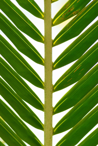 Foliage green palm tree leaf background in front of the white and yellow sky. Center twig is in camera focus. Image contains a little noise - Photo, Image