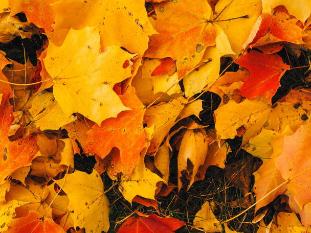 Una rica alfombra de hojas de arce rojo, amarillo y naranja cubre un prado de otoño. Las hojas parecen brillar por la luz de la tarde y el cielo nublado. Pequeños mechones de hierba verde son visibles en algunos lugares
. - Foto, Imagen