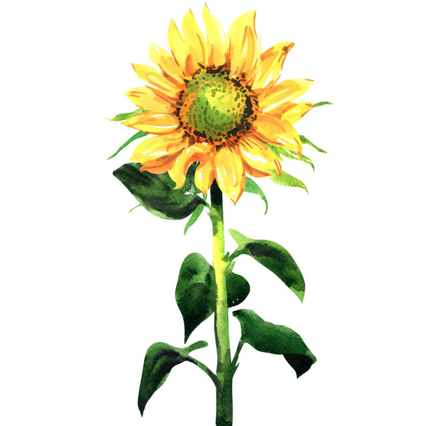 Słonecznik, Helianthus annuus, nasiona, roślina, żółty kwiat głowa z liśćmi, zbliżenie, izolowane, ręcznie rysowane akwarela ilustracja na białym - Zdjęcie, obraz