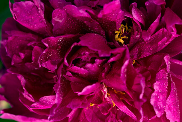 Une macro image d'une fleur de pivoine rouge
 . - Photo, image