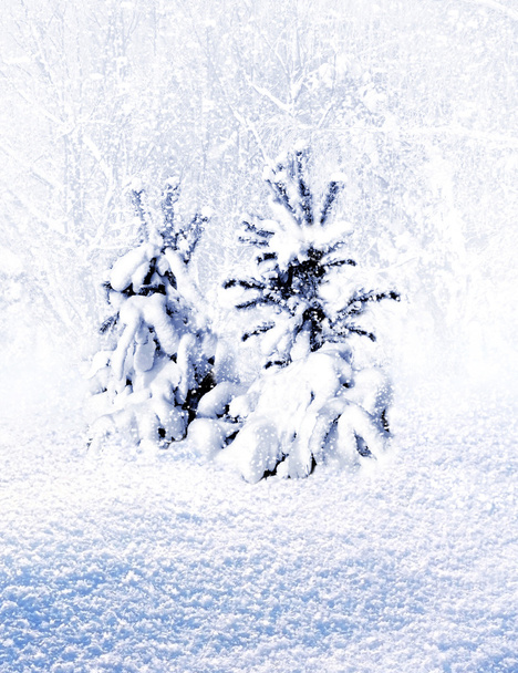 Winter Forest. Paysage hivernal
. - Photo, image