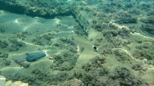 鞍型の海底（Oblada melanura） 、エーゲ海、ギリシャ、ハルキディキ - 写真・画像