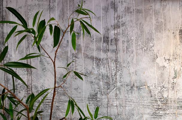 Plante haute verte contre le mur avec la texture de plâtre avec des traces de peinture ancienne et sueurs
. - Photo, image