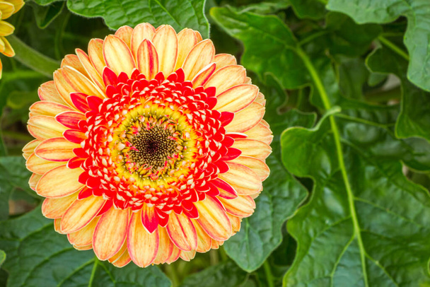 Κοντινό πλάνο Gerbera μαργαρίτα λουλούδι - Φωτογραφία, εικόνα