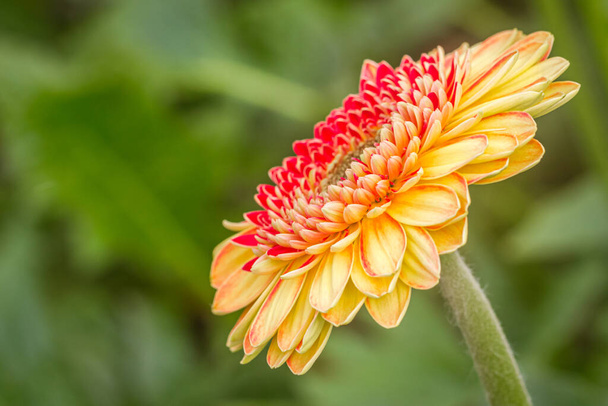 Yakın plan Gerbera papatya çiçeği - Fotoğraf, Görsel