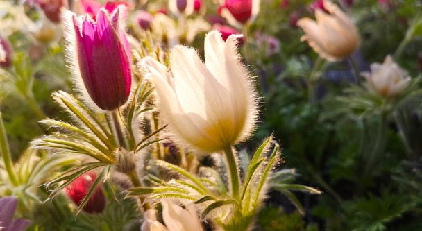 Flowers of pulsatilla vulgaris,pink and white,in sunlight with luminous outlines - Photo, Image