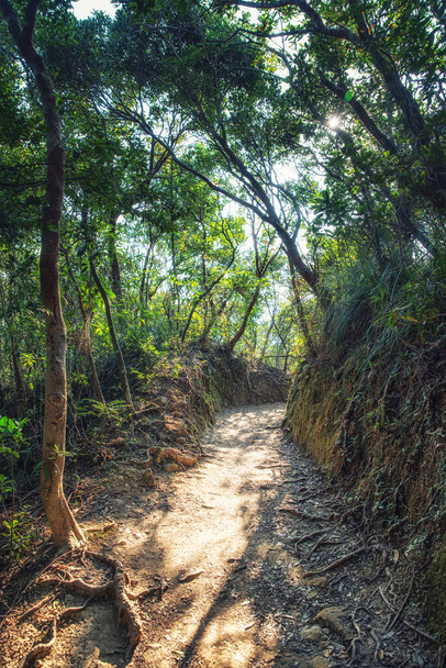 Empty path with tree roots in a forest at the Dragon's Back hiking trail in Hong Kong, China. - Foto, immagini