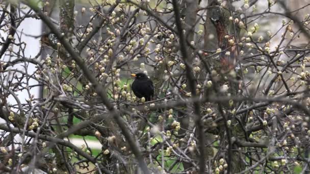 Blackbird on a bloom tree and sleet - Video, Çekim