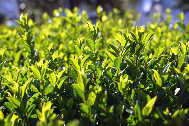Βούβαλοι και νεαρά φύλλα στην κορυφή του άνισου πράσινου φράχτη φράχτες - Φωτογραφία, εικόνα