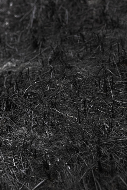 black and white photo of a dry grass - Fotografie, Obrázek