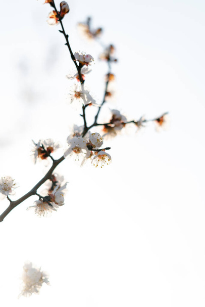 viele schöne, zarte, weiße Blüten einer blühenden Aprikose an einem Zweig, im zeitigen Frühling vor blauem Himmel - Foto, Bild