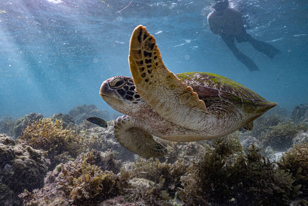 Μια πράσινη θαλάσσια χελώνα κολυμπά κατά μήκος του κοραλλιογενή υφάλου ενώ ένας τουρίστας παρακολουθεί στενά από πίσω. - Φωτογραφία, εικόνα
