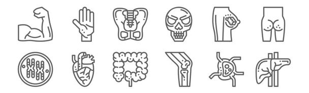 set of 12 human organ icons. outline thin line icons such as liver, knee, heart, breast, pelvis, palm - Vector, Image