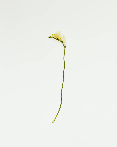 Minimal flowers against a white background, studio shot, freesia - Foto, immagini