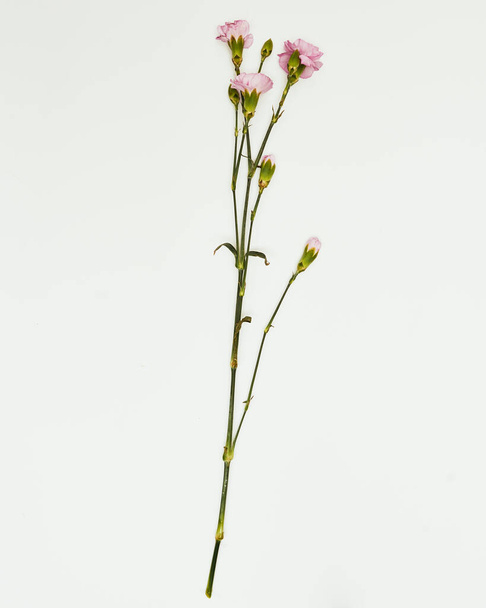 Minimal flowers against a white background, studio shot, wax flower - Фото, зображення