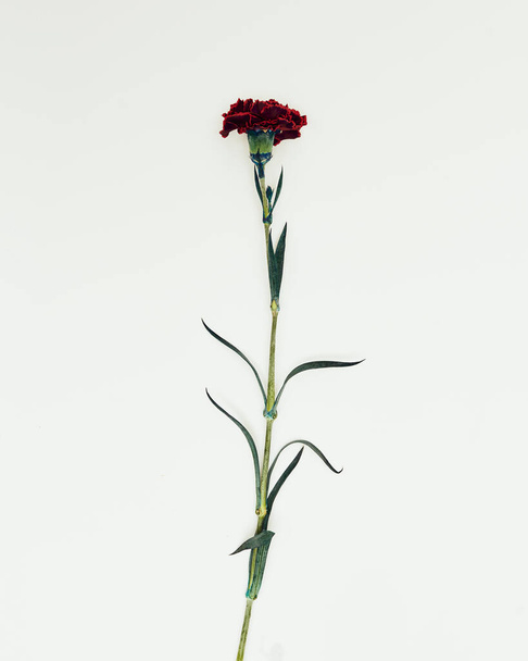 Мінімальні квіти на білому тлі, студійний знімок, гвоздика
 - Фото, зображення