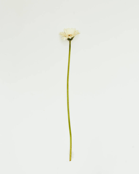 Minimal flowers against a white background, studio shot, gerbera - Valokuva, kuva