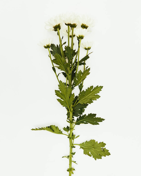 Minimal flowers against a white background, studio shot, margaret - 写真・画像