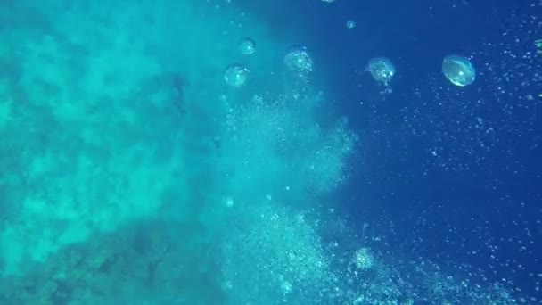 nurków badania błękitne morze - Materiał filmowy, wideo