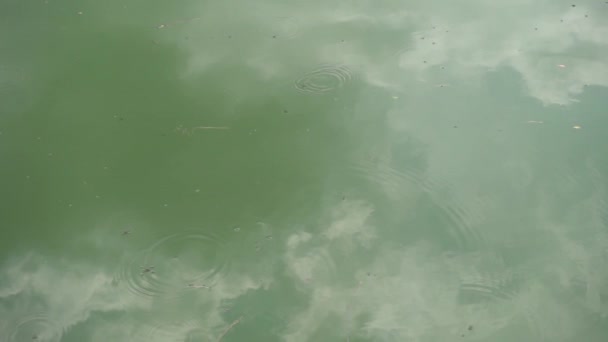 Lassú mozgású hullámok a tó vízfelületén, gerridák által okozott vízjárós rovarok. - Felvétel, videó