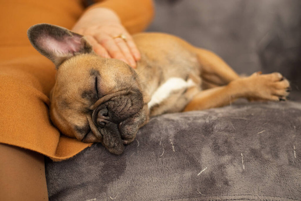 Χαριτωμένο καθαρόαιμο Fawn γαλλικό μπουλντόγκ είναι έτοιμος να κοιμηθεί - Φωτογραφία, εικόνα