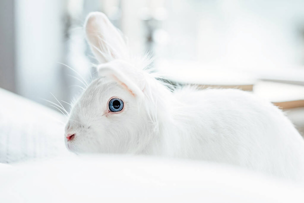 Білий пухнастий великодній кролик з блакитними очима
 - Фото, зображення