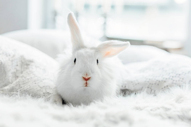 Biały puszysty królik wielkanocny z niebieskimi oczami - Zdjęcie, obraz