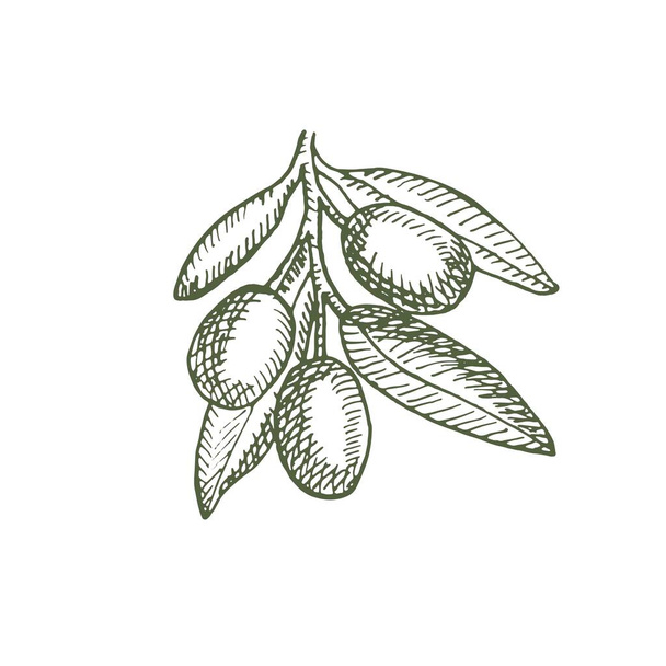 A branch of ripe olives. Organic food poster. Design elements for poster, menu. Vintage hand drawn sketch vector illustration. Linear graphic. - Vektör, Görsel