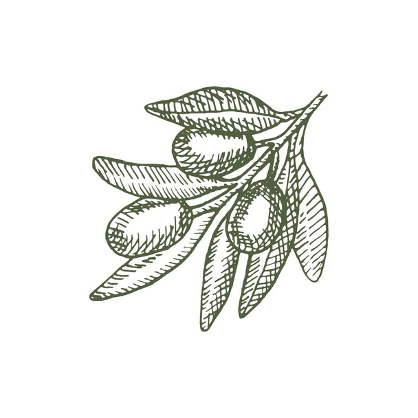 A branch of ripe olives. Organic food poster. Design elements for poster, menu. Vintage hand drawn sketch vector illustration. Linear graphic. - Вектор,изображение