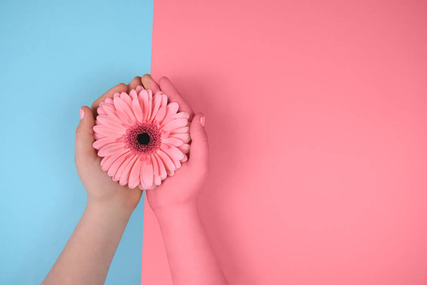 Hands with gerbera flower on a blue and pink background - Фото, зображення