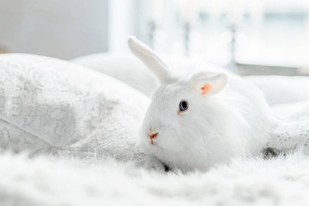 Белый пушистый пасхальный кролик с голубыми глазами
 - Фото, изображение