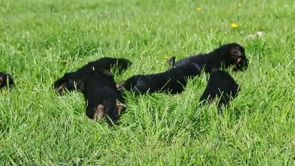 背の高い緑の草の中に黒いドイツの羊飼いの子犬が一緒に残ります - 映像、動画