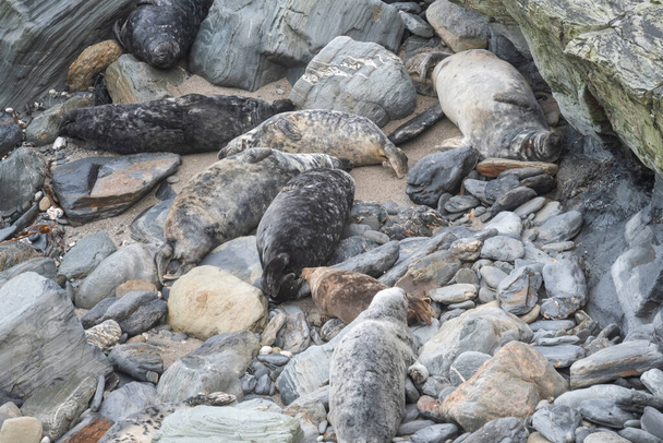 focas grises (halichoerus grypus) en la playa de Godrevy en Cornwall
 - Foto, imagen